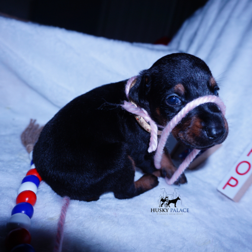Champion Bloodlines - Euro Ty Lee 12